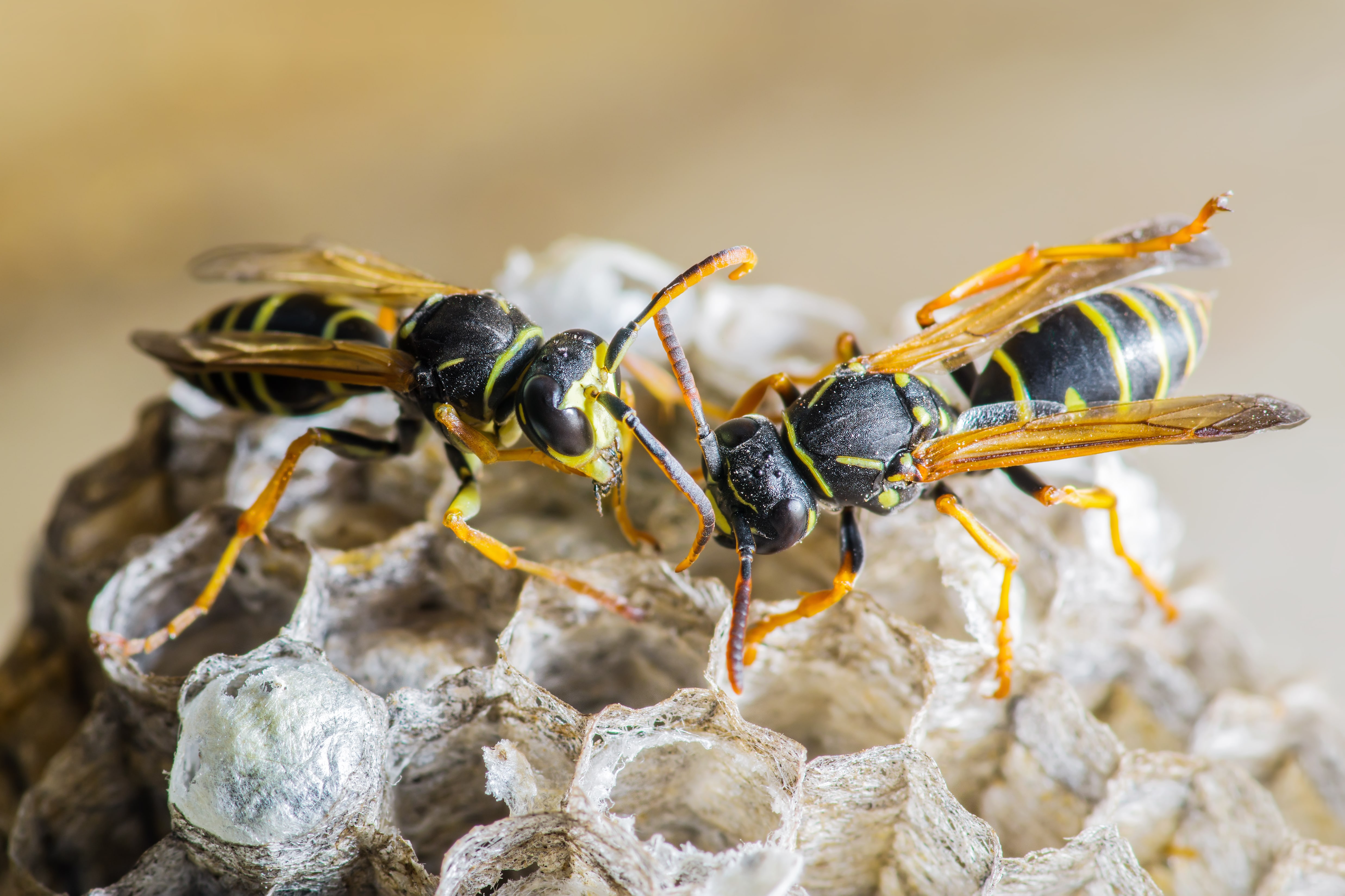 Wasp Pest Control